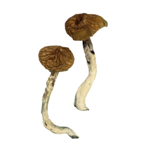 Dancing Tiger Mushrooms Dancing Tiger Mushrooms
