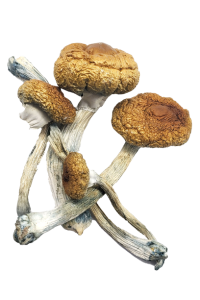 Costa Rican Mushrooms Costa Rican Mushrooms