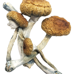 Costa Rican Mushrooms Costa Rican Mushrooms