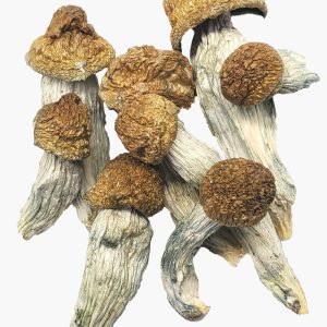 Buy Melmac Mushrooms Online | Premium Quality & Fast Shipping