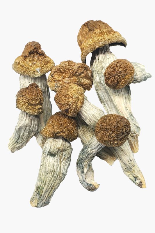 Exploring the Duration of Psychedelic Journeys: A Complete Guide to Magic Mushroom Effects