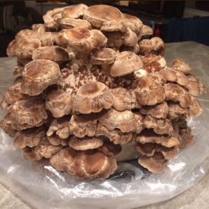 Shiitake Mushroom Liquid Culture