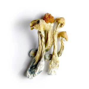 Buy Ecuadorian Tri Colour Mushrooms Online | Premium Psilocybe Buy Ecuadorian Tri Colour Mushrooms Online | Premium Psilocybe