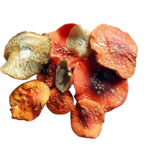 Amanita Muscaria Mushroom Amanita Muscaria Mushroom