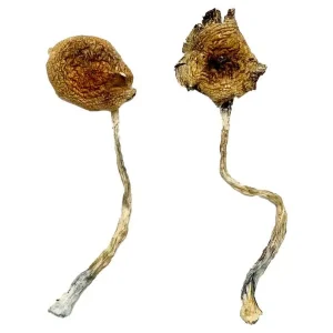 Ban Thurian Magic Mushrooms Ban Thurian Magic Mushrooms