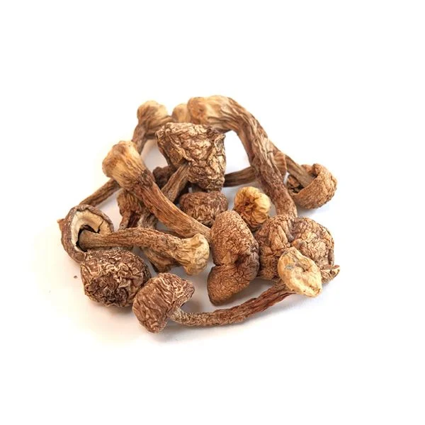 Psilocybin Therapy for Depression 2026: The Guide