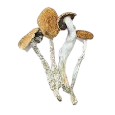 Daddy Long Legs Mushrooms Daddy Long Legs Mushrooms