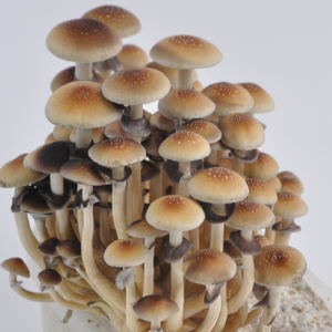 Buy Golden Teacher Spores USA | Premium Mushroom Spores Buy Golden Teacher Spores USA | Premium Mushroom Spores