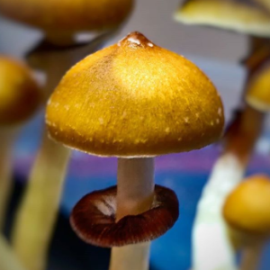 The Lucy Luminous Lucies Spores – Psilocybin Mushroom Spores The Lucy Luminous Lucies Spores – Psilocybin Mushroom Spores