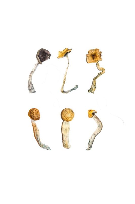 Beginner Magic Mushrooms: Safe Guide for First-Time Users