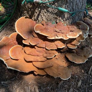 Red Reishi Liquid Culture Syringe