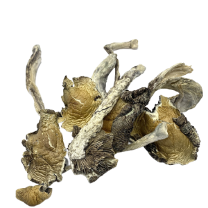 Gorlin Mushrooms USA | Buy Organic Performance Fungi Gorlin Mushrooms USA | Buy Organic Performance Fungi