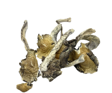 Gorlin Mushrooms USA | Buy Organic Performance Fungi
