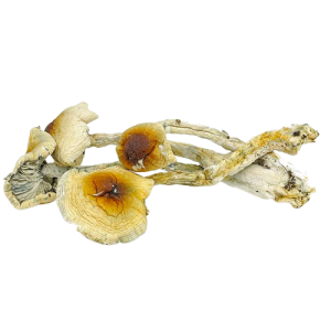 Chitwan Mushroom