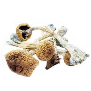 Buy Penis Envy 6 Mushrooms | Potent Psychedelic Effects