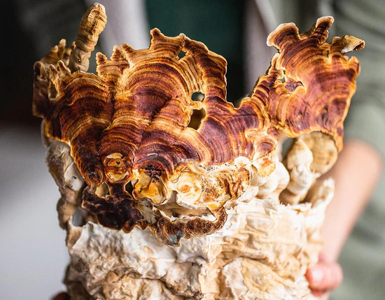 Mushroom Cultivation Science: Expert Guide to High Yields