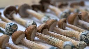 Psychedelic Mushrooms in Seattle: Research, Culture, and What People Should Know